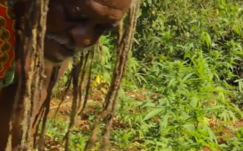 Ronnie Davis, my world, acoustic reggae, Skinny Bwoy, ganja