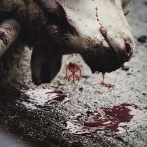 To The Grave – Director’s Cuts